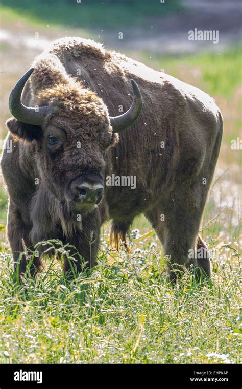 European Royalty Hi Res Stock Photography And Images Alamy