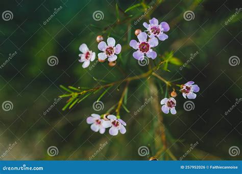 Native Australian Geraldton Waxflower Plant With Pink Flowers Shot At