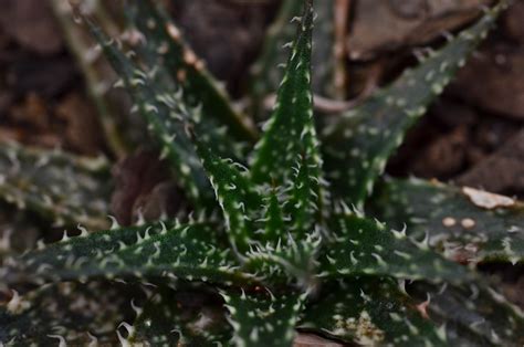 Aloe Pepe Fatty Plants Nursery