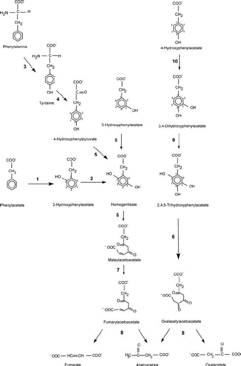 Catabolic Pathways Of Phenylalanine Tyrosine Phenylacetate And