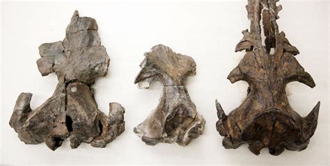 From teeth to baleen: Fossils hold clues | Burke Museum