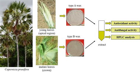 Carnauba wax source, production, safety and uses in food