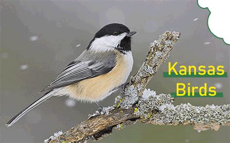 Birds Of Kansas Top 40 Most Common Birds Field Guide