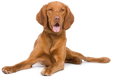 Hungarian Vizsla - Ultimate Guide (Personality, Temperament, Health etc.)