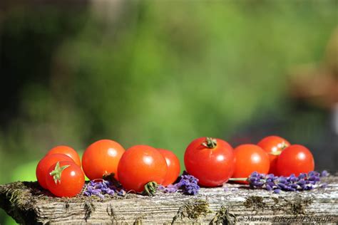 Lille Lise Mini Zwergtomate Tomatensamen