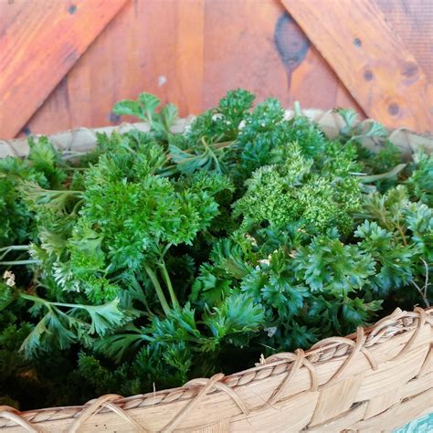 What Temperature Can Parsley Tolerate at Charlott Leff blog