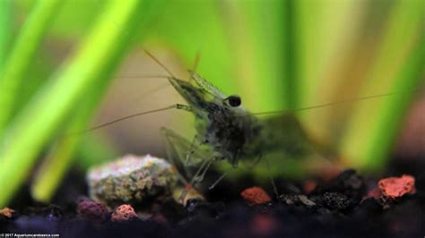 Ghost Shrimp Care, Food, Lifespan, Habitat - Video