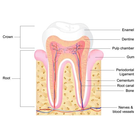 The Anatomy Of Your Teeth Dental Clinic In Ottawa On Kent Dental