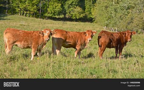 Limousin Cattle Breed Image & Photo (Free Trial) | Bigstock