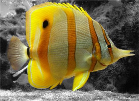 Yellow Tropical Fish | Tropical fish, Fish, Beautiful sea creatures