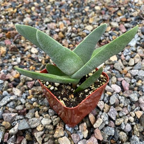 2 Succulent Propeller Plant Etsy