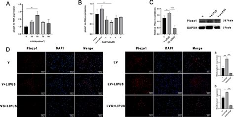 Lipus Promotes The Expression Of Piezo1 And Gsmtx4 Inhibits This Download Scientific Diagram