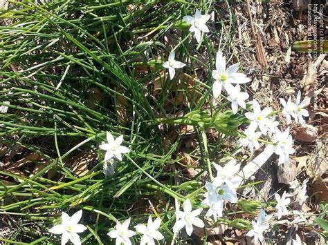 Plant Identification Closed White Flowering Bulb Plantname 1 By Hhiserote