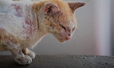 Sarna De Gato Pega Em Humanos
