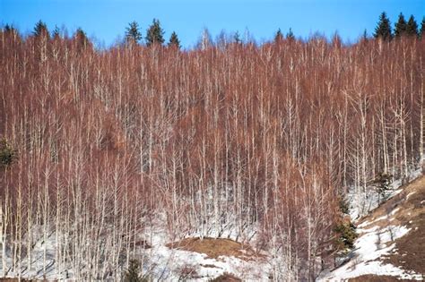 Premium Photo | Aspen trees in winter