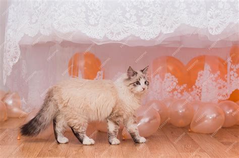 Premium Photo The Cat And The Balls Under The Wedding Dress