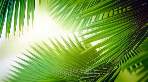 Palm Branch Background - Stock Photos | Kevin Carden