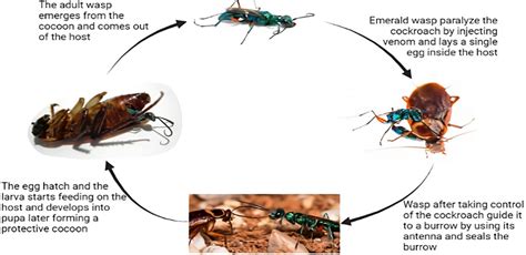 The life cycle of emerald cockroach wasp, infection, and manipulation ...