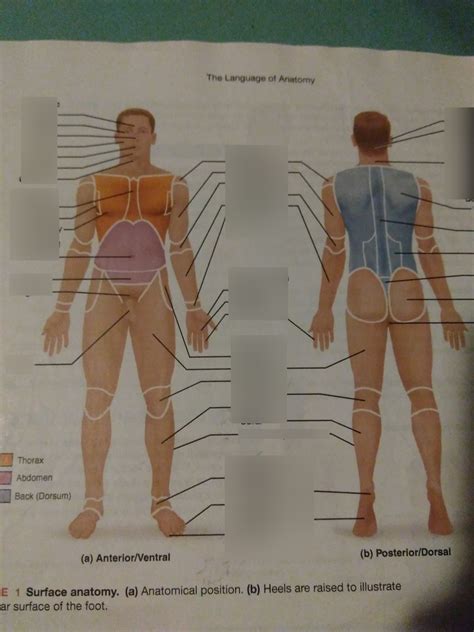 Lab Practical I Surface Anatomy Diagram Quizlet