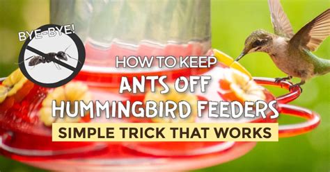 Ants on Your Hummingbird Feeder? This DIY Moat Will Stop Them