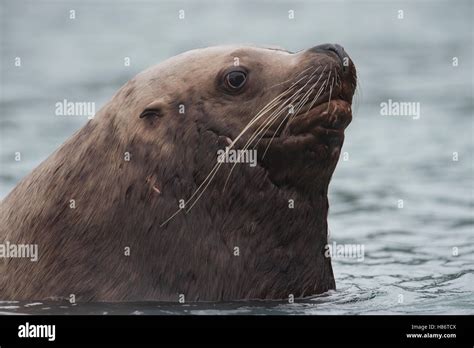 Steller S Sea Lion Eumetopias Jubatus Male Alaska Stock Photo Alamy