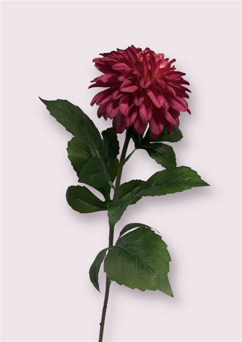 Dahlia American Dawn Roze Cm Groothandel In Kunst Dahlia S Jim Jon