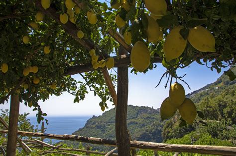 The Lemon Path The Route Connecting Maiori And Minori Authentic