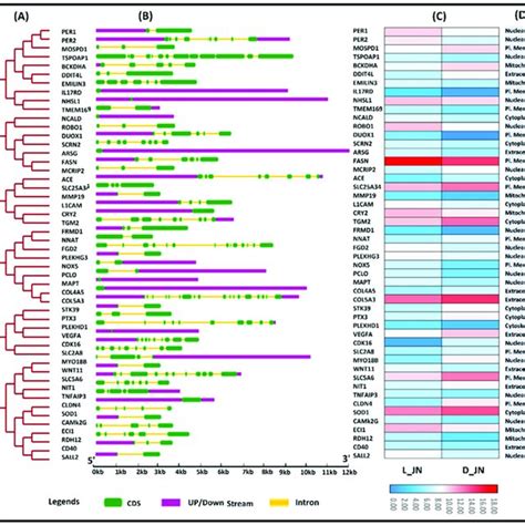 Relationship Between Gene Structures Subcellular Localization And