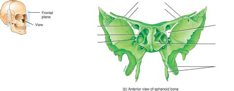 Sphenoid Bone Anterior View