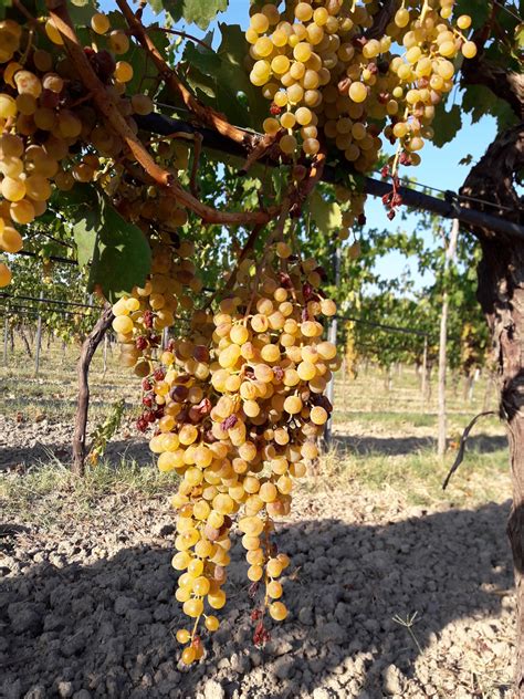 Il Vino In Calabria Vitigni Autoctoni Da Conoscere Il Calice Di Ebe