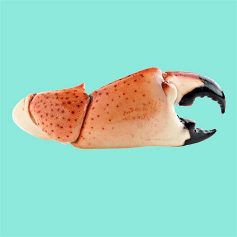 Fresh Florida Stone Crab Claws Lowest Price Guarantee Stone Crab