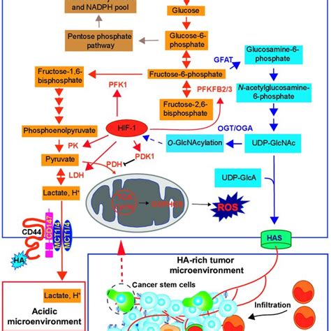 Overall View Of Ha Roles In The Cancer Metabolic Pathway Cancer Cells