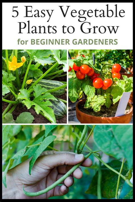 5 Easy Vegetable Plants to Grow for Beginners - Lettuce Grow Something