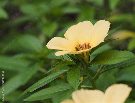 Turnera Subulata At The Singapore Botanic Gardens Common Names Include