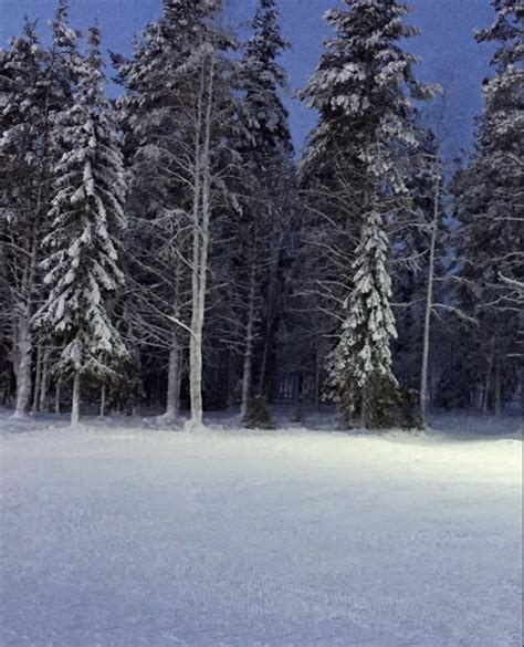 aesthetic snowy forest | Snowy forest, Snow night, Forest