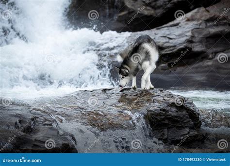 Siberian Husky Water Stock Photo Image Of Beautiful 178492230