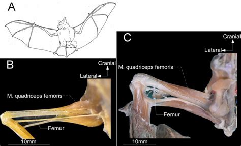 A Schematic Representation Of Ventral View Of Rhinolophus Showing