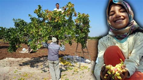 Yeşil altında hasat başladı Kilosu tarlada 130 lira Türkiye Gazetesi