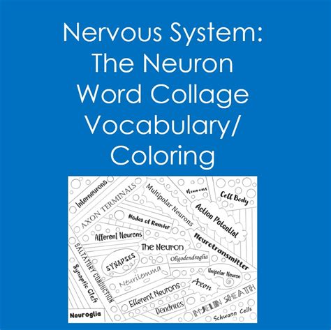 Nervous System The Neuron Word Collage Coloring Anatomy Psychology