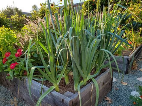 How To Grow Luscious Leeks Seed To Harvest To Table ~ Homestead And Chill