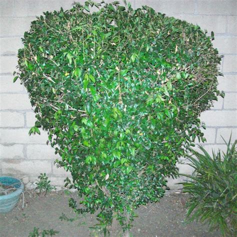 Beth Wangler | The Heart Bush