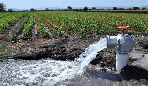 Crisis de agua en Zacatecas por uso ineficiente en siembras de maíz y