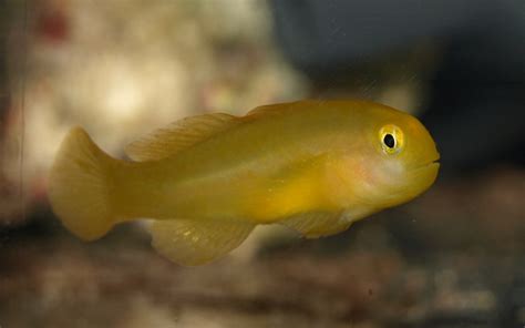 Yellow Clown Goby