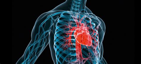 KLS Martin | Cardiac, Thoracic, and Vascular Surgery