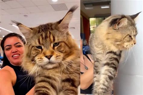 Maior gato do mundo pode ser brasileiro e da raça maine coon