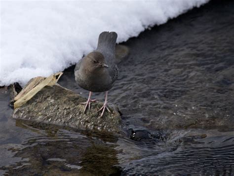 American Dipper In Winter Sacajawea Audubon Walkin Jim Stoltz