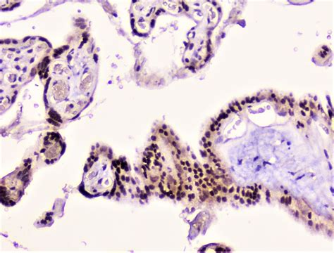 RAD51 Antibody (PA5-95579)