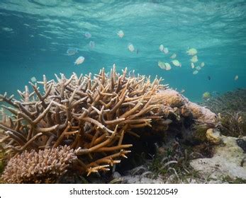 Branching Coral Small Fish Coral Reef Stock Photo 1502120549 | Shutterstock