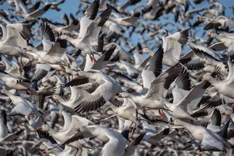 What Is Bird Migration? Uncovering Fascinating FACTS (2023)