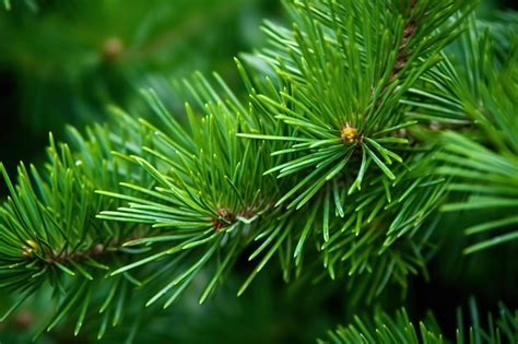 Premium AI Image | macro shot of the delicate pine tree needles